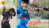Pag-aani Ng Palay - Kill eye Vlog (Magsasaka)
