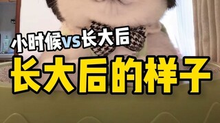 常见宠物猫小时候VS长大后的样子