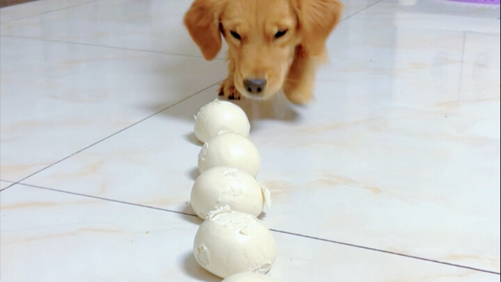 Chú chó Golden nhỏ đói không no