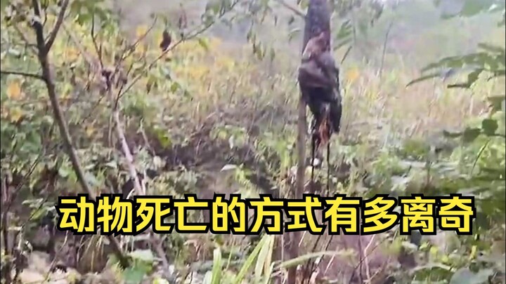 Giám định cái chết kỳ lạ của động vật 40