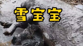 ฤดูหนาวมันยากเกินไป แม้แต่หมูป่าก็ยังทนไม่ไหวเลย