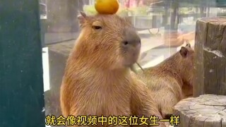 Don't mess with capybaras.