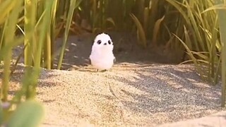 CUTE BIRD STORY