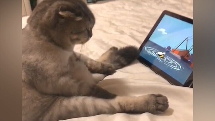 Cepat antar tuanmu ke sekolah! Jangan sampai menghambat persiapan ujian pascasarjana anak itu!