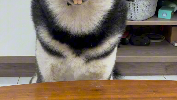 Raising a dog is just for fun, hahahahaha