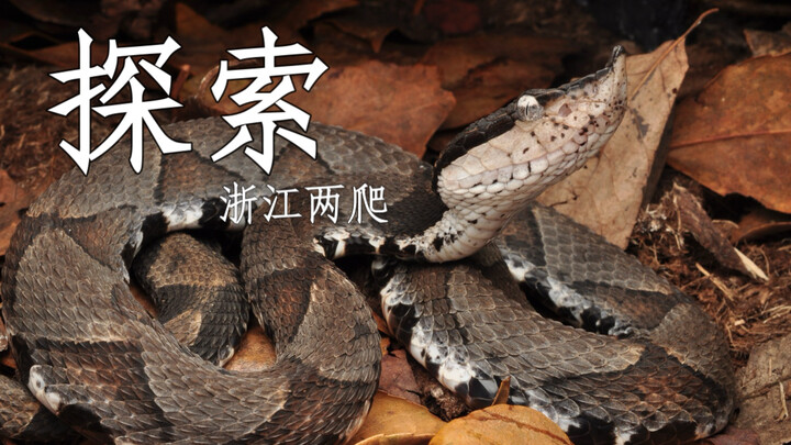 A snake charmer encounters a grumpy rat snake in the fields—there’s even an albino five-step snake!