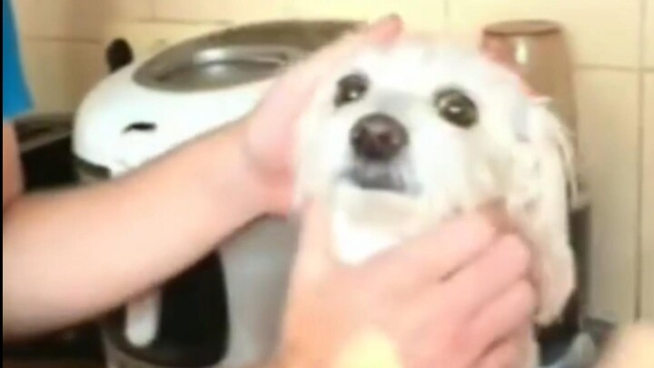 Bullying dogs because they can’t talk