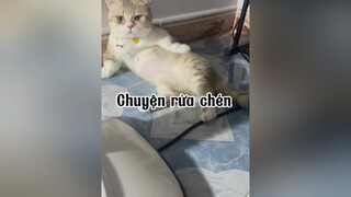 Mấy nay hot vụ rửa chén quá nhò :))) mèo cat ancungtiktok