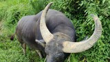 Walking The Buffalo