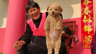 It's Chinese New Year—what are the village dogs up to?