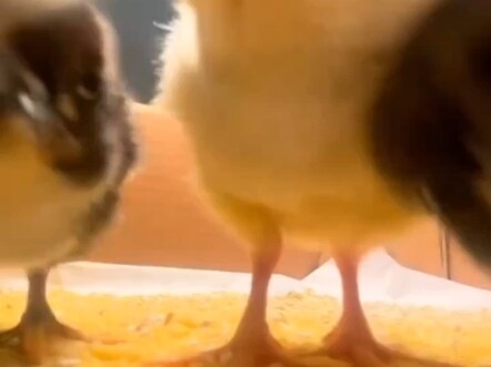 Toàn là chim nhỏ