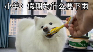 Hujan selama libur May Day benar-benar tidak bersahabat bagi anjing!