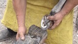 Stubborn donkey hooves are long and hard, full of maggots