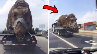 They Are Alive! 10 Dinosaurs Caught On Camera