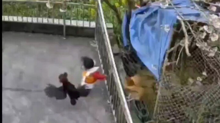 Ayam: Bunuh saja aku, biar Tuan Muda bisa menambah tenaga