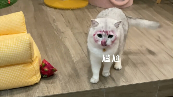 Con mèo nhà tôi hình như hơi có tâm lý ngôi sao ấy.