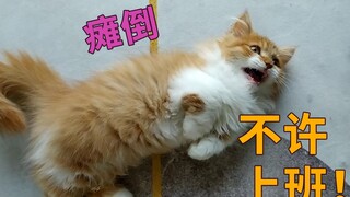 Chú mèo "dính người" nhất trên Bilibili, không có con nào sánh bằng, sẵn sàng làm đủ mọi trò chỉ để 