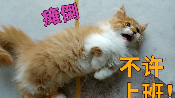 แมวที่ติดคนที่สุดบนบีลิบิลิ ไม่มีใครเทียบได้ ถึงขนาดทำทุกอย่างเพื่อไม่ให้เจ้านายไปทำงาน