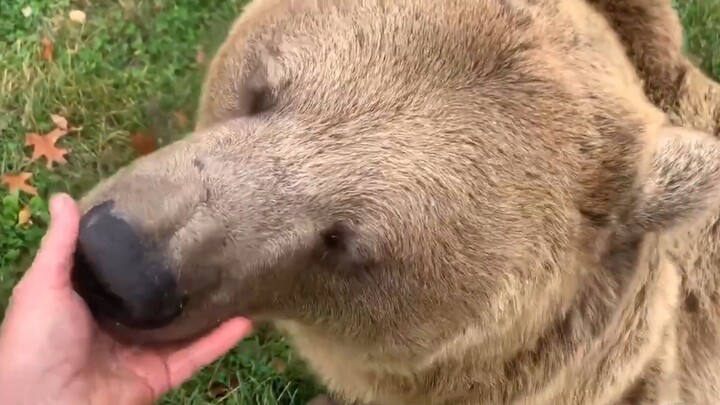 Beruang kecil yang lucu asyik mengisap-isap tangannya 🐻