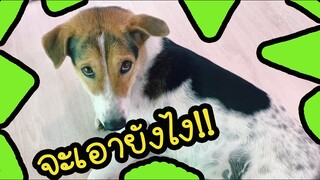 โลกของแสนดี ตอน หมาน้อยเบิ้ดคำสิเว้า!!