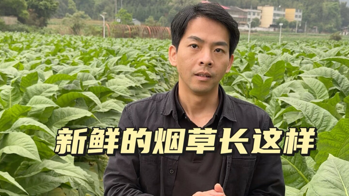 Xin lỗi đã dẫm lên con Thất Phỉ Lang của bạn rồi