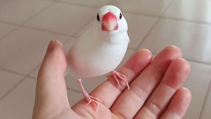 Hand-raised Japanese finches are truly the top choice for pet birds—like a boomerang in the palm of 