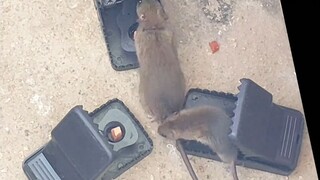 So this is how you catch mice!