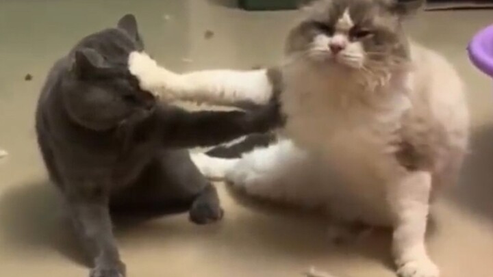 "The one who hates cats the most is actually a cat!"
