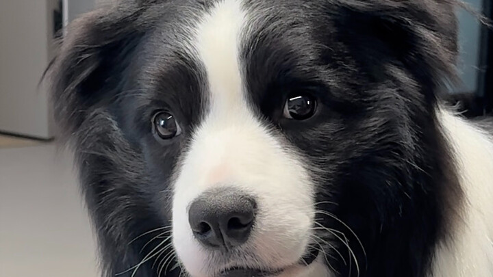 Khi bố gặp lại chú cún con sau một tuần xa cách… đứa trẻ không còn sức phản kháng.