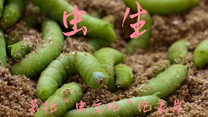 【纪录片】虫生  一起吃虫虫！
