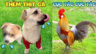 Thú Cưng Vlog | Bông Bé Bỏng Ham Ăn và Tiểu Mập Thối #3 | Chó thông minh vui nhộn | Smart dog funny