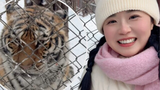Harimau Siberia: Panggil saja aku Mimi
