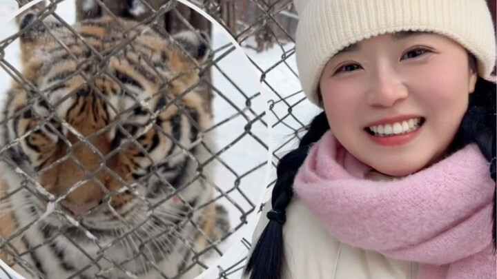 Harimau Siberia: Panggil saja aku Mimi