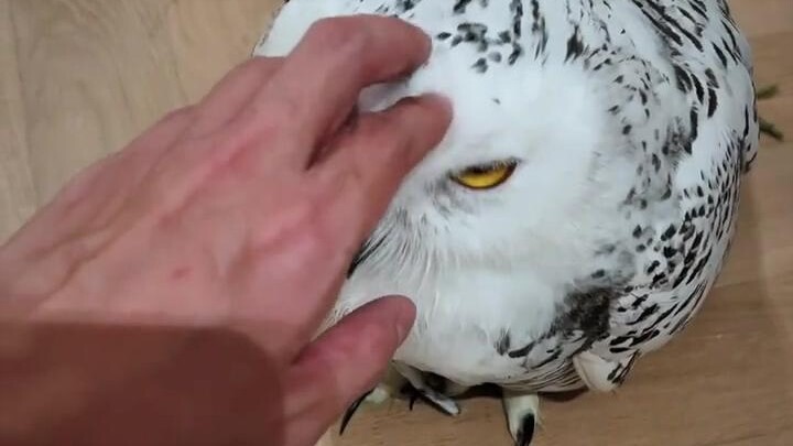 You’ve completely disgraced Harry Potter!