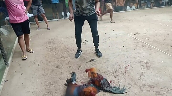 2 hits ulutan 2nd fight win @BarcelonaCockpitArena