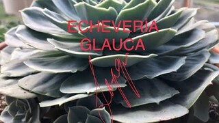 EN YAYGIN SUKULENT | ECHEVERİA GLAUCA