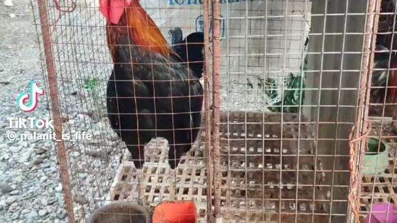 wag na wag mo gagawin. yan baka masunod ka