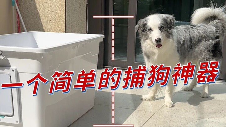 How to trap a Border Collie? Here's a trick from this guy.