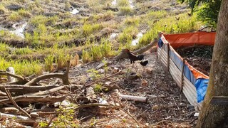 Hôm Nay Dẫn Bác 2,Chú Út Và Khang Xuống Chợ Ăn Mì Cay Siêu Cấp Độ.Góc Làng Quê