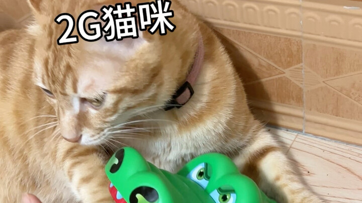 ว่ากันว่าของเล่นจระเข้สามารถทดสอบปฏิกิริยาตอบสนองของแมวได้