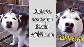 รวมคลิปตลกๆ : เเบบนี้ก็นิ่งไปนะ