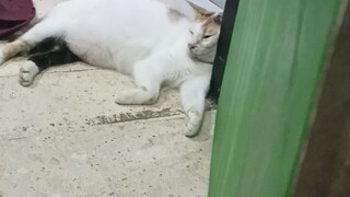 kucing gendut