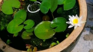 Blooms again