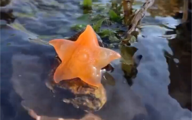 الإيمان بالنجوم الخمسة