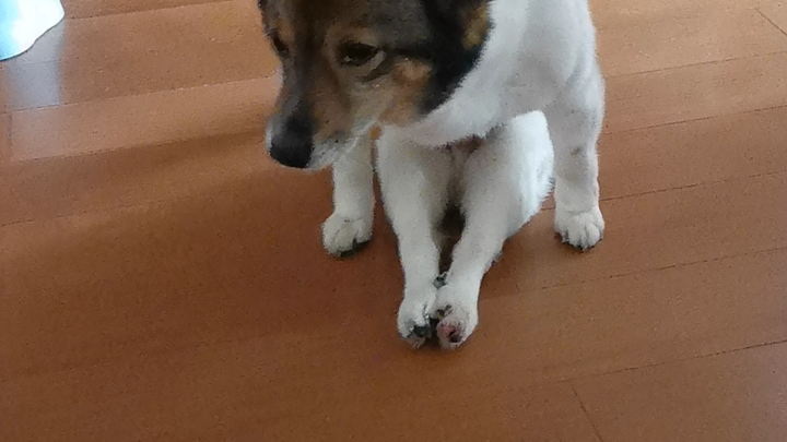 Chú chó già 11 tuổi bị liệt, sau hai tháng châm cứu bằng y học cổ truyền Trung Quốc đã hồi sinh kỳ d