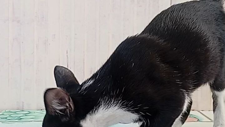 SYLVESTER