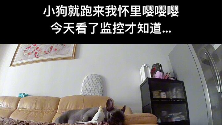 ดูกล้องวงจรปิดแล้วถึงรู้ว่าทำไมน้องหมาถึงอีโม…