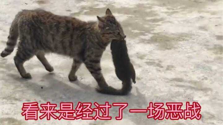 Meow Meow: I’m back, stomping through with a ruthless, no-holds-barred attitude.