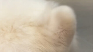 I bought a Samoyed for 3000, but the ears are worth at least 2999.