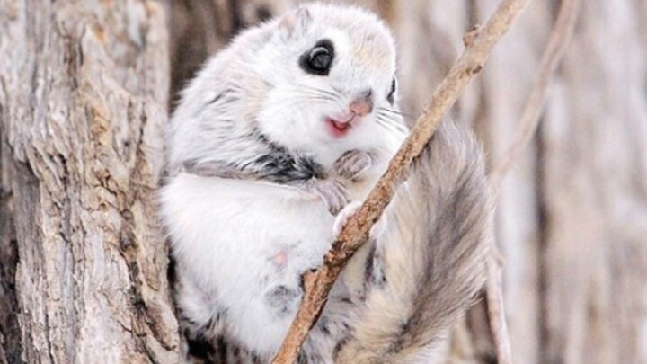 This is exactly the kind of thing a real man should be watching!